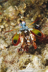 found in Lembeh; D200 by Thomas Lueken 
